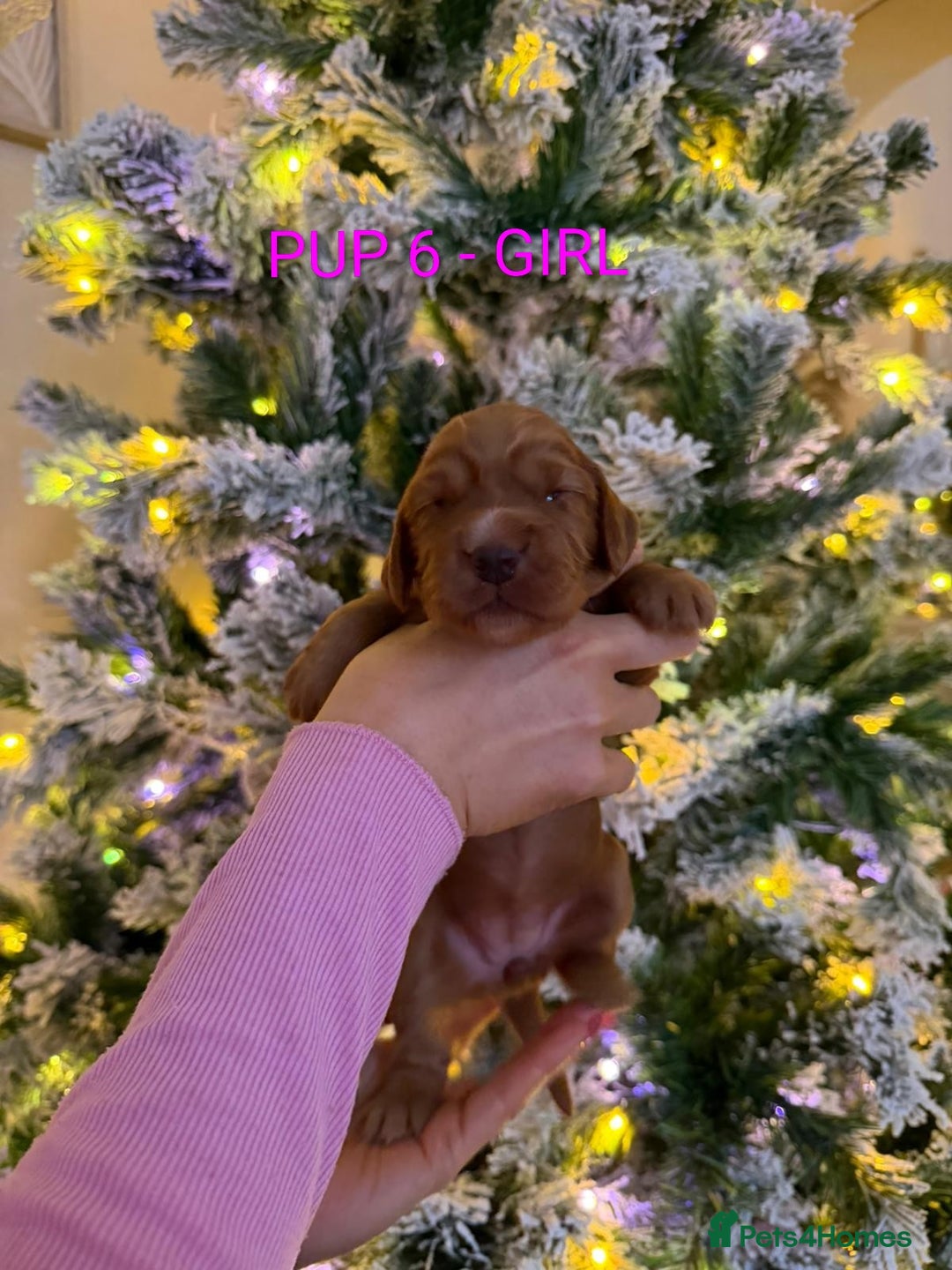 Cocker Spaniel dogs for sale: Lovely Cocker Spaniel Puppies From Our Family Dogs - Advert 14