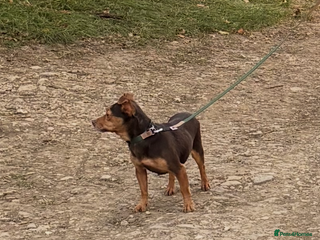 Jack Russell dogs Jack Russel bitch in Somerton - Advert 6