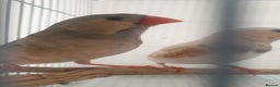 Finches birds for sale: 6 Show Quality Zebra Finches for Sale  - Advert 5