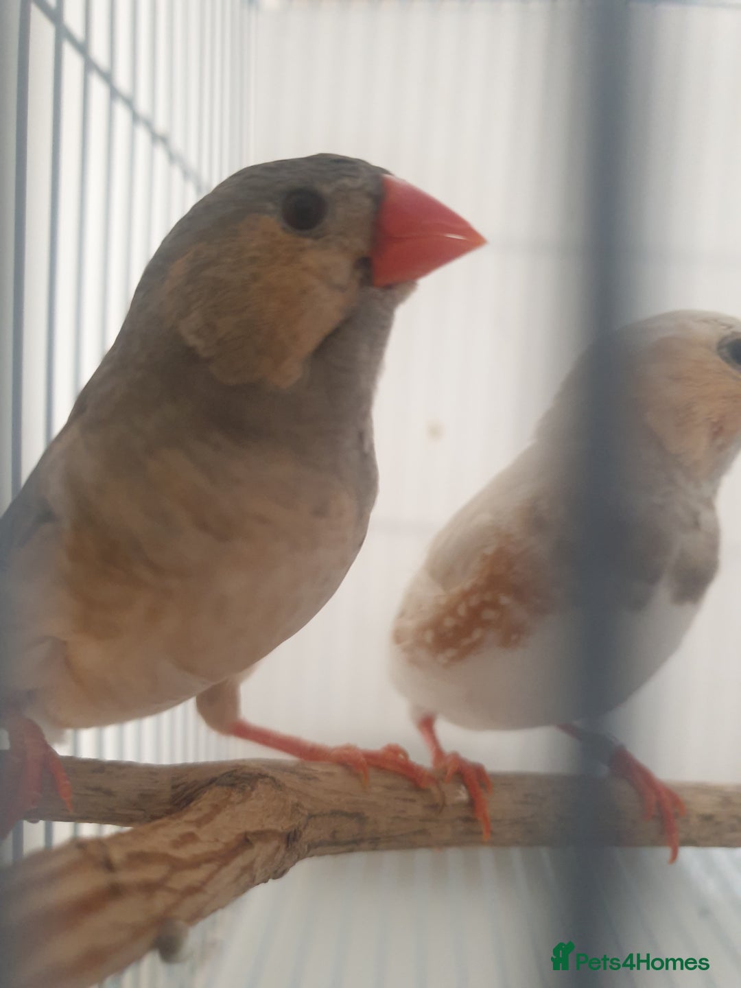 Finches birds for sale: 6 Show Quality Zebra Finches for Sale  - Image 5