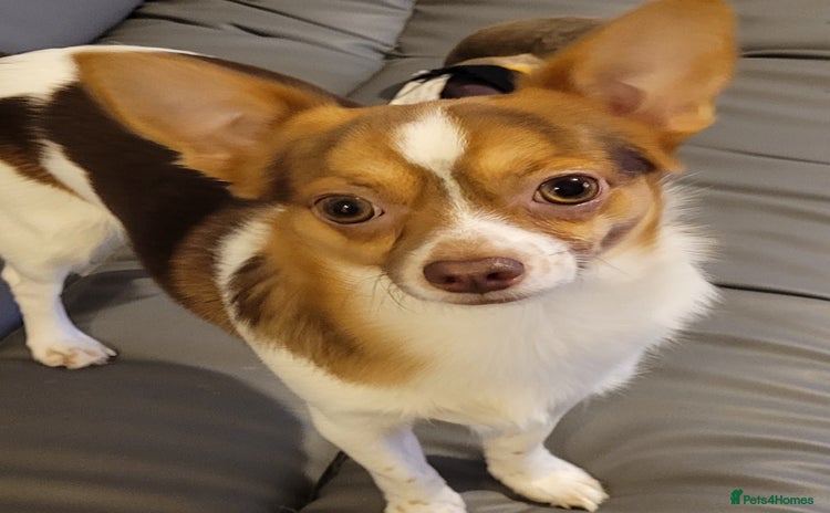 Mixed Breed dogs Hello my name is cash  - Advert 1