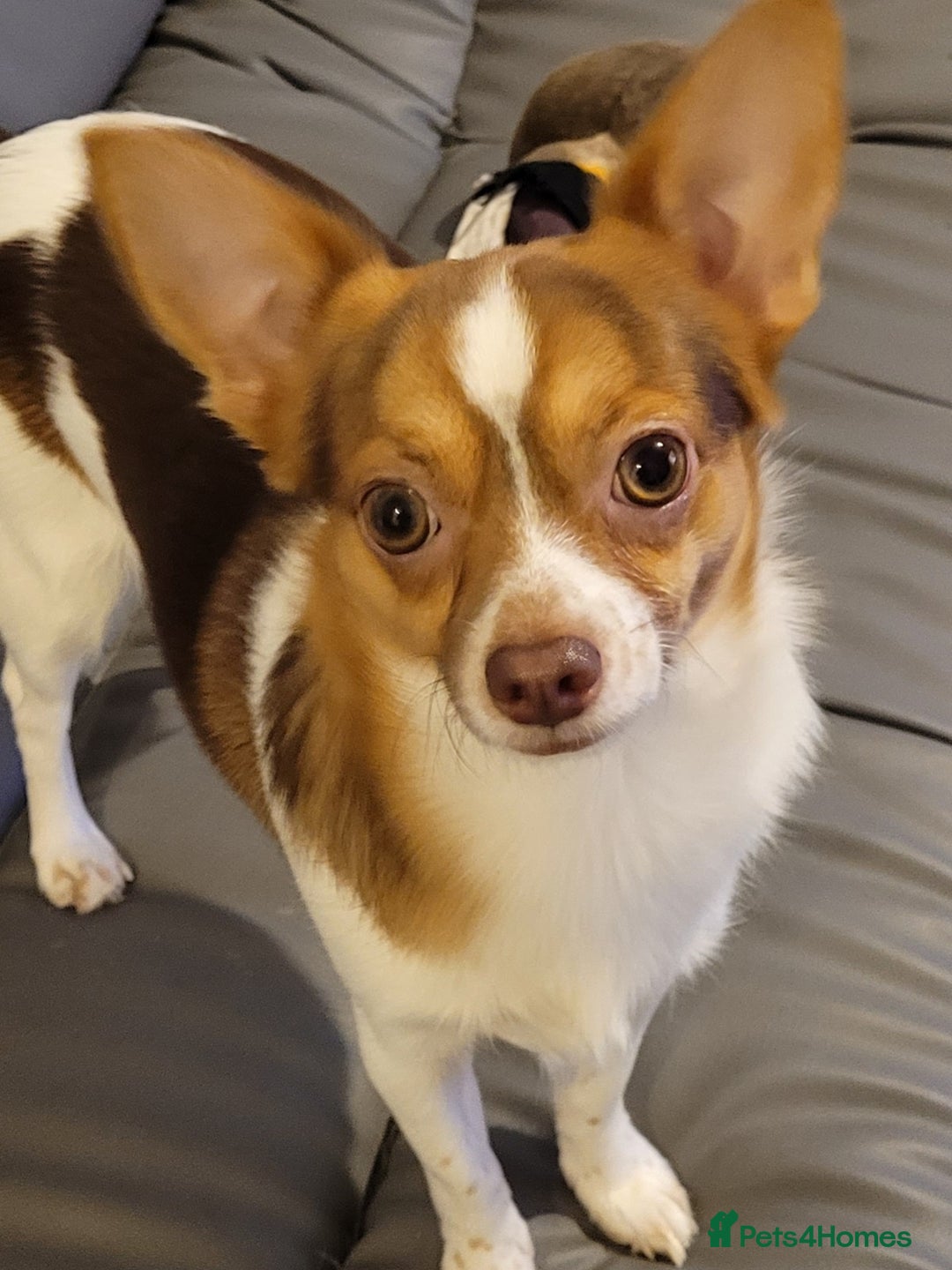 Mixed Breed dogs for sale: Hello my name is cash  - Advert 1