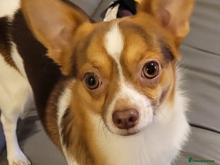 Mixed Breed dogs for sale: Hello my name is cash - Advert 1