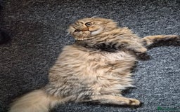 Scottish Fold cats for sale: Beautiful Scottish fold kitten  - Image 2