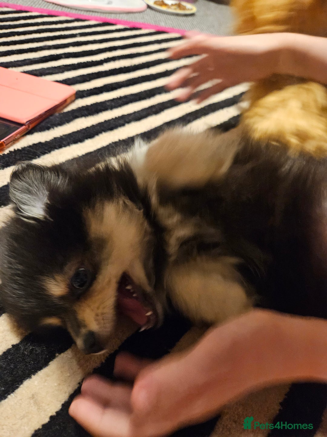 Pomeranian dogs for sale: Pomeranian black tan girl - Image 4