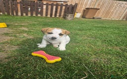 Jack Russell dogs for sale: Pure jack russell puppies  - Image 1