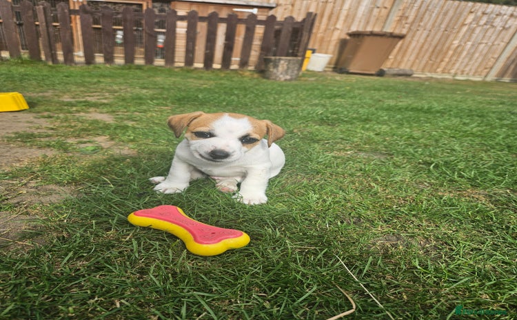Jack Russell dogs - Advert 11