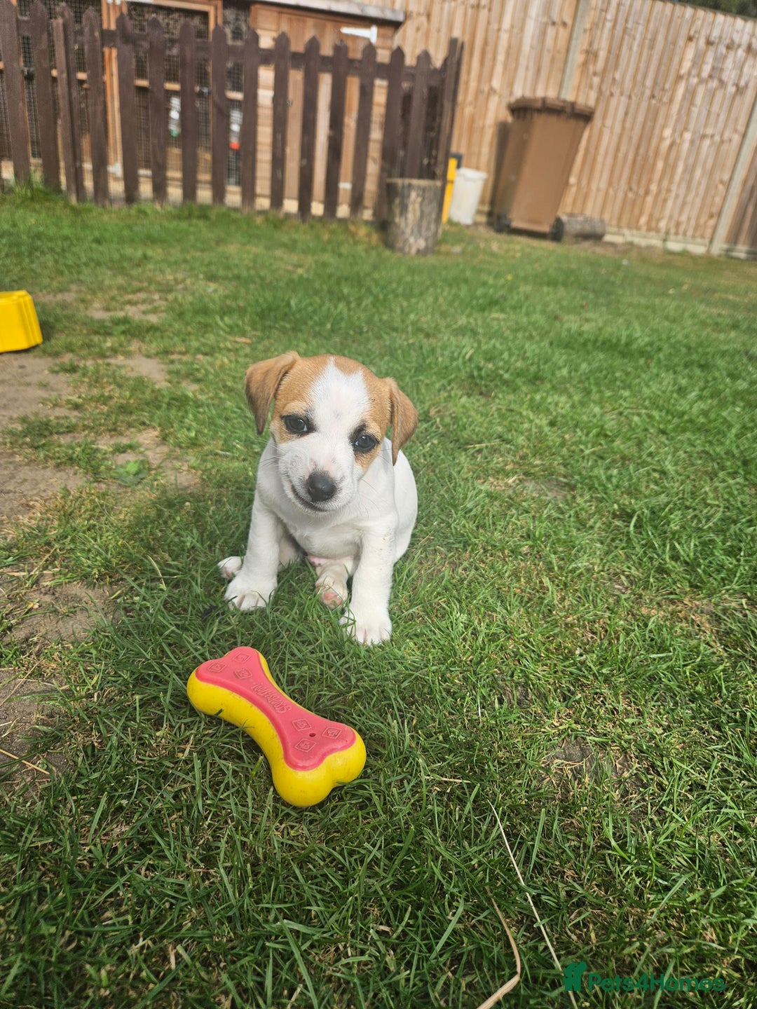 Jack Russell dogs for sale: Pure jack russell puppies  - Image 1