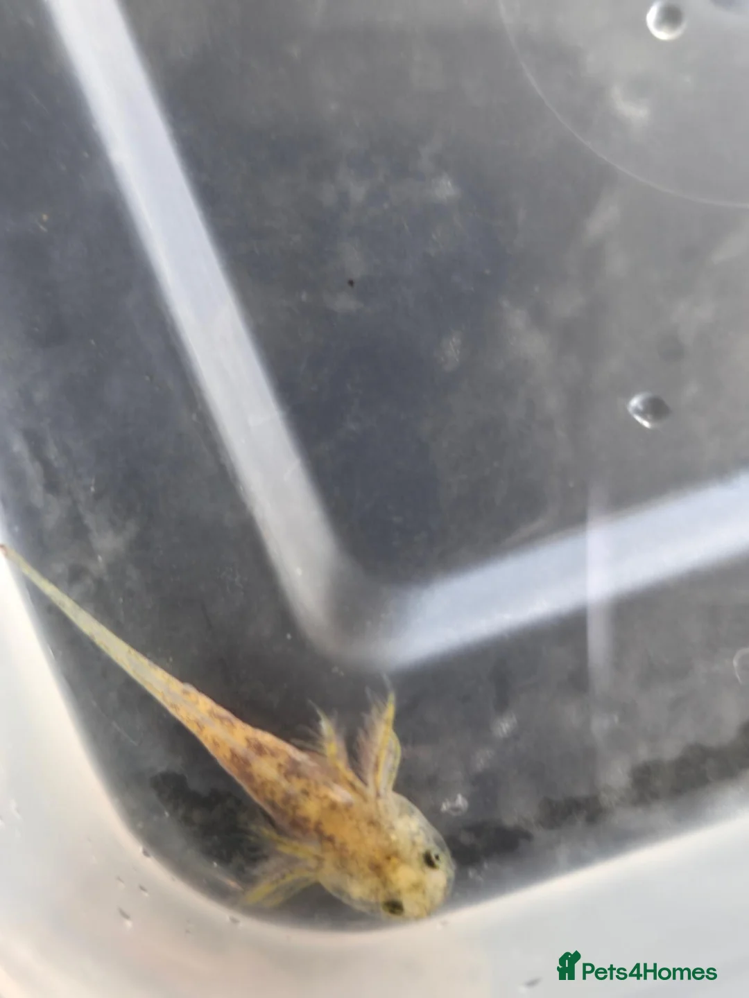 Axolotl reptiles for sale: Axolotl babies - Advert 11