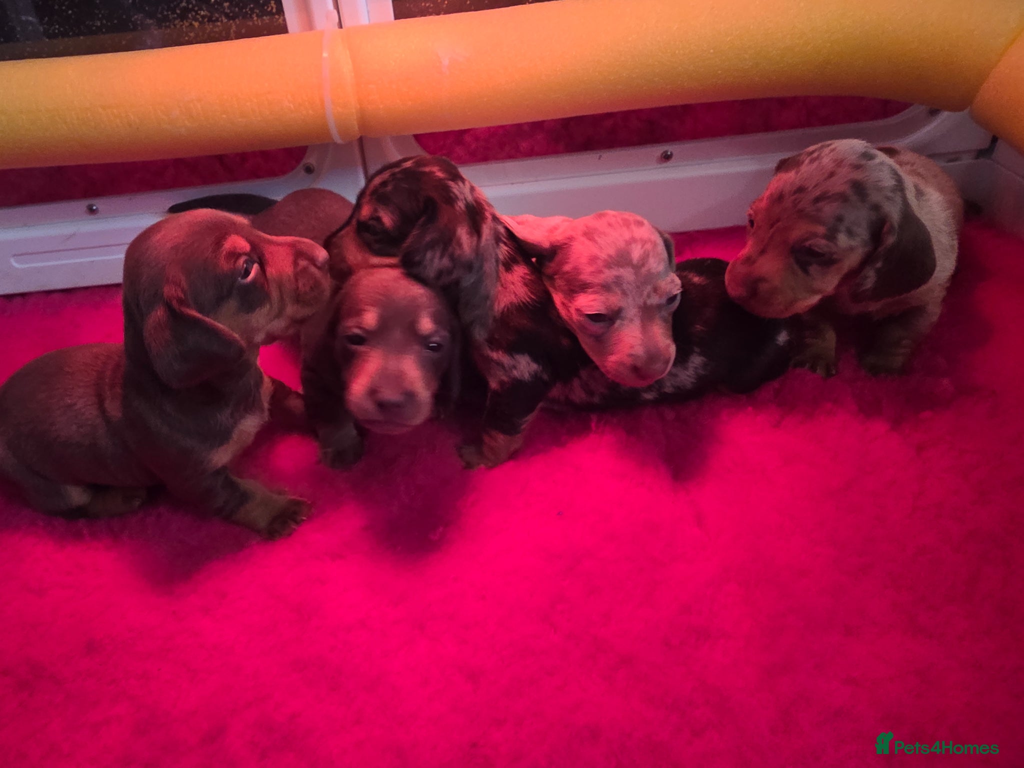 Miniature Dachshund dogs Miniature dachshund puppies x 5 - Advert 14