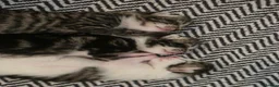 Mixed Breed cats for sale: 3 Mainecoon Mix Kittens  - Advert 4