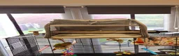 Conures birds for sale: Green cheek conure  in Lincoln - Advert 6