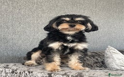 Cavapoo dogs for stud: Boy cavapoo  - Image 1