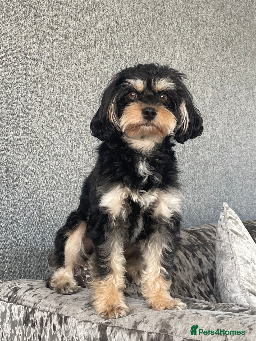Cavapoo dogs for stud: Boy cavapoo  - Image 1