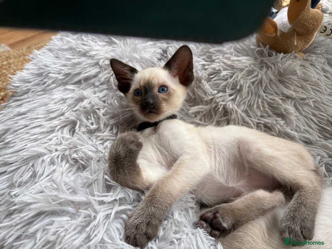 Siamese cats for sale: Siamese kittens for sale  in Sheffield - Image 9