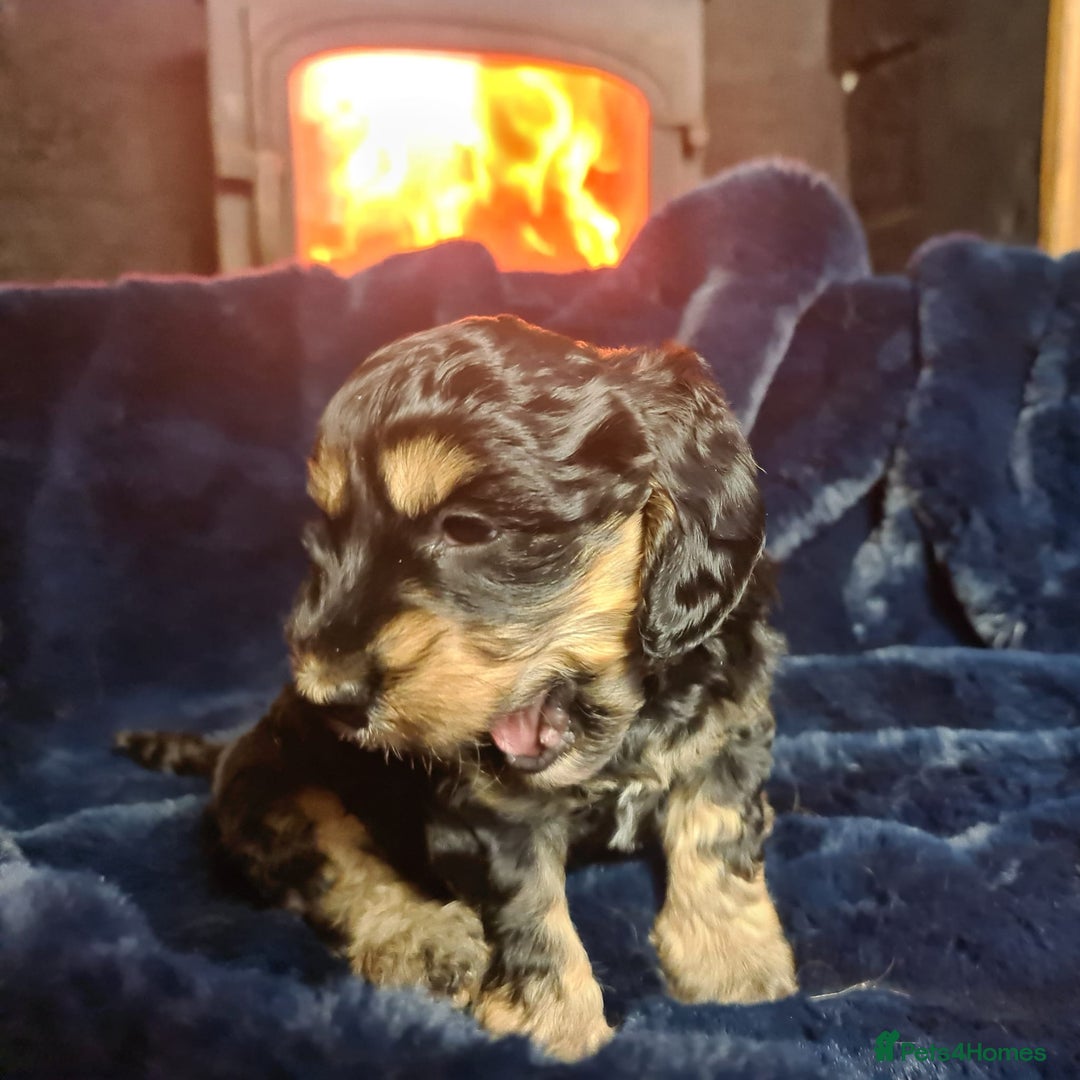 Cockapoo dogs for sale: Exceptional Cockapoo Puppies for Sale - Advert 35