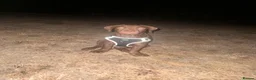 Cane Corso dogs for sale: Bruno cane corso in Sittingbourne - Advert 7