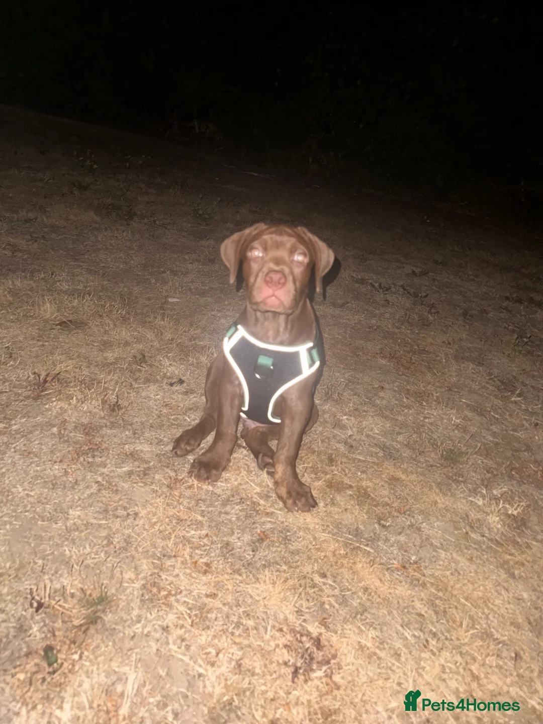 Cane Corso dogs for sale: Bruno cane corso in Sittingbourne - Advert 7