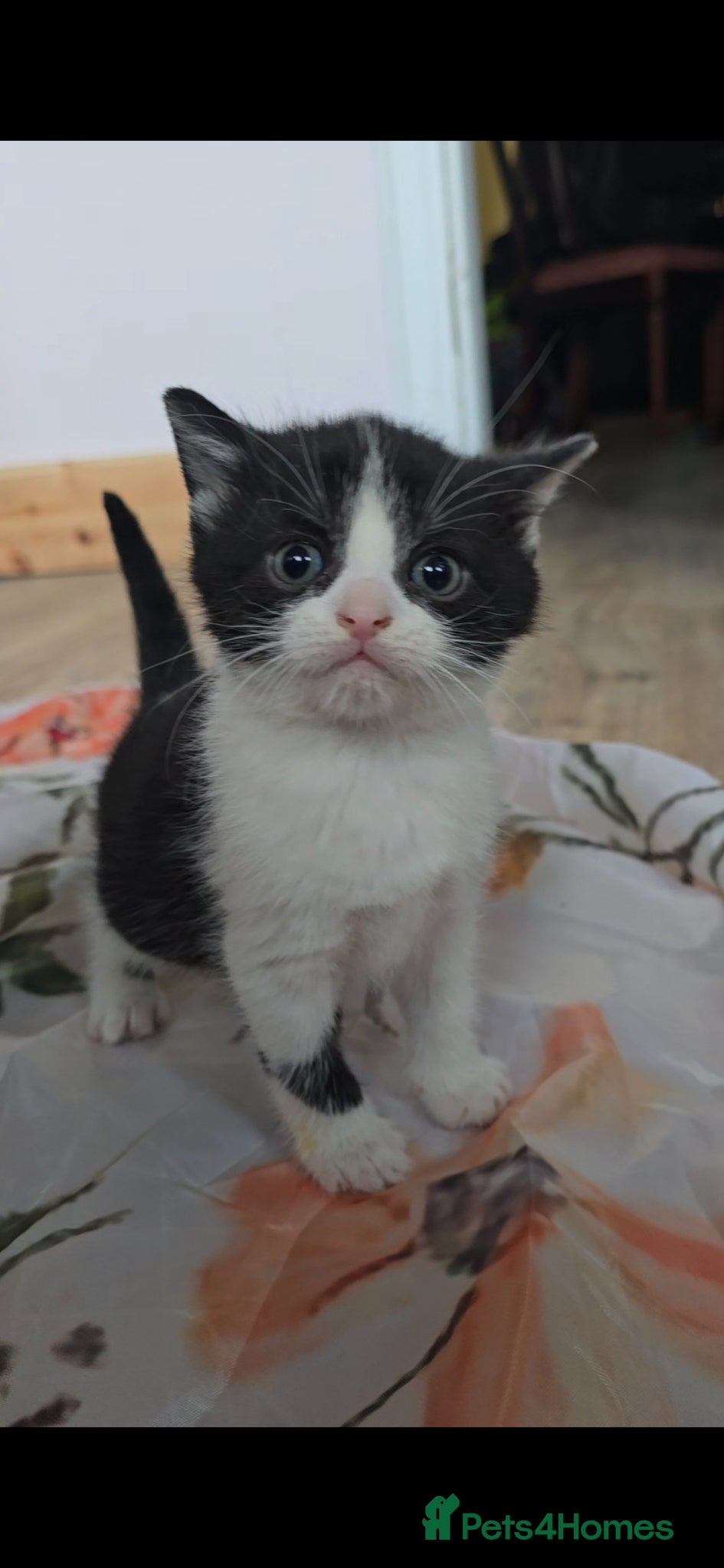 Mixed Breed cats for sale: Lovely 2 girl kittens 😸 😍  - Advert 9