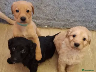 Mixed Breed dogs Miniature labradoodle X Whippet Puppies - Advert 9