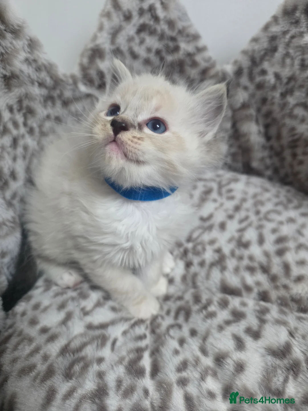 Ragdoll cats for sale: Stunning Ragdoll kittens - Advert 24