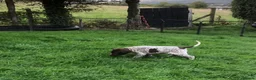 German Shorthaired Pointer dogs for sale: GSP Puppies in Aberdare - Advert 3