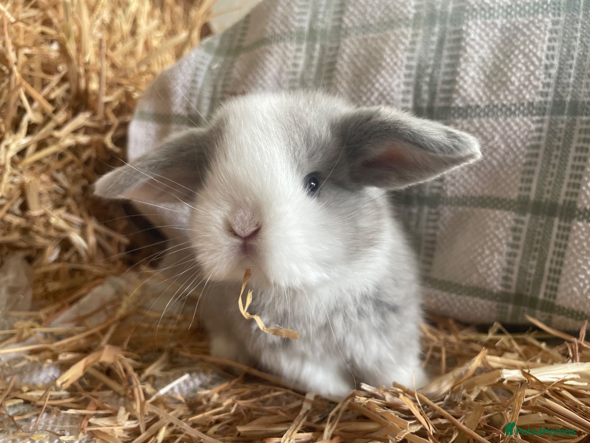 Mini Lop rabbits Mini lops ready to reserve  - Advert 1