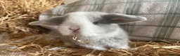 Mini Lop rabbits for sale: Mini lops ready to reserve  - Advert 1