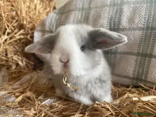 Mini Lop rabbits Mini lops ready to reserve - Advert 1