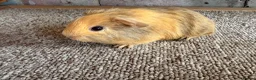 Guinea Pig rodents for sale: Beautiful Buff and Agouti Selfs  - Advert 2