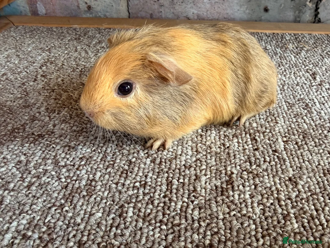 Guinea Pig rodents for sale: Beautiful Buff and Agouti Selfs  - Advert 2