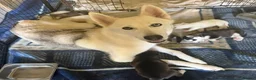 Mixed Breed dogs for sale: Husky Hybrid Puppies (Utonagans)  - Advert 18