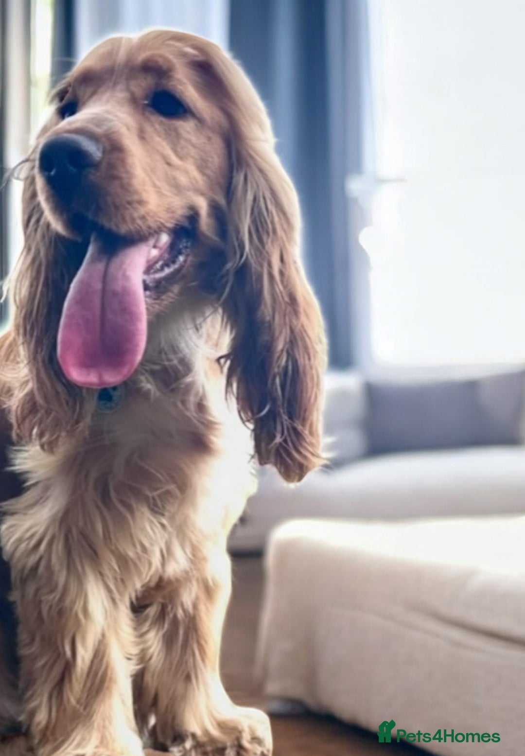 Cocker Spaniel dogs for sale: GORGEOUS, CH LINE, HEALTH TESTED SHOW COCKERS 💕 - Advert 2