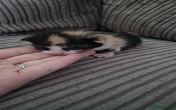 Mixed Breed cats for sale: 6 beautiful kittens  - Advert 5