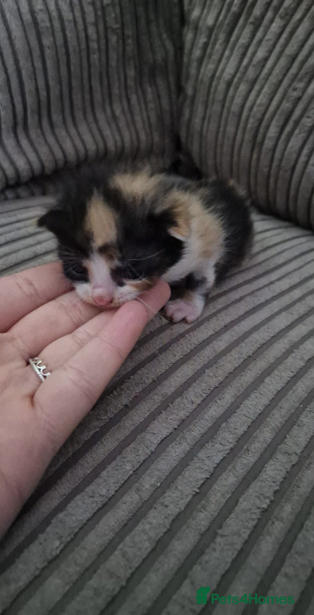 Mixed Breed cats for sale: 6 beautiful kittens  - Advert 5
