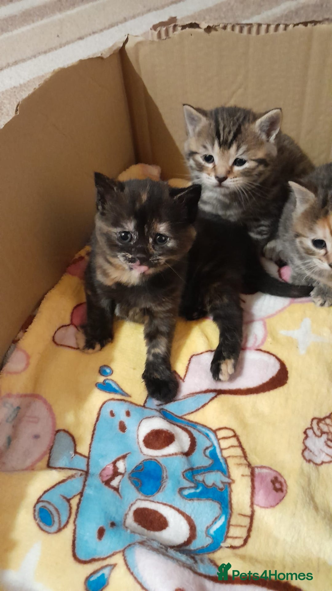 Mixed Breed cats for sale: Gorgeous tabbies/tortie from British shorthair mum - Advert 5