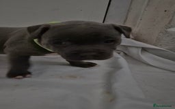 Staffordshire Bull Terrier dogs for sale: Blue staffs for sale £900 - Image 15