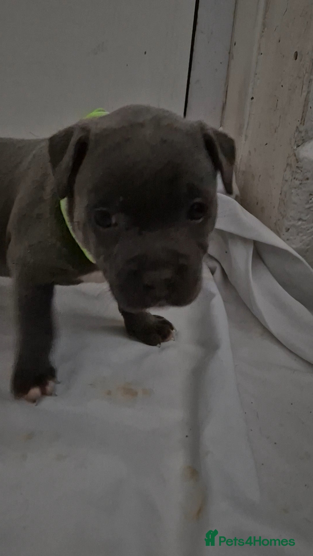 Staffordshire Bull Terrier dogs for sale: Blue staffs for sale £900 - Image 15
