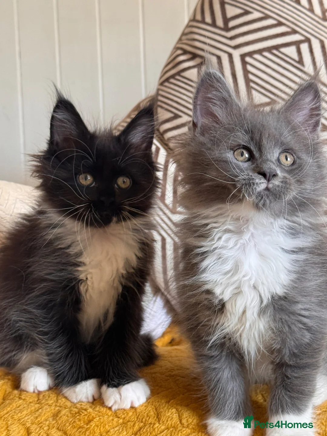 Maine Coon cats for sale: TICA Maine Coon (Active-proven) - Advert 9