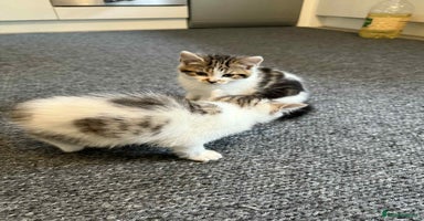Mixed Breed cats - Advert 3