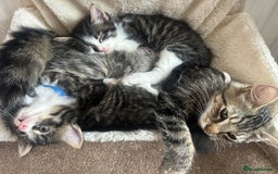 British Longhair cats for sale: Lovely friendly kittens - Image 33