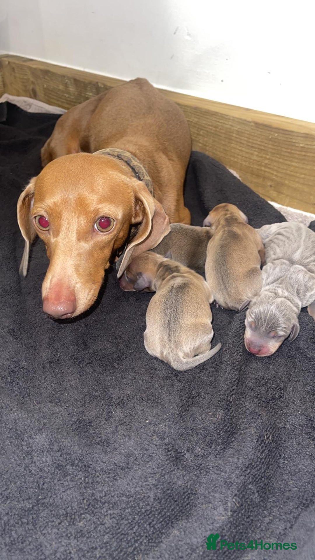Miniature Dachshund dogs for sale: Beautiful Mini Dachshunds looking for their homes! - Image 21