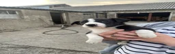 Border Collie dogs for sale: Collie pups - Advert 6