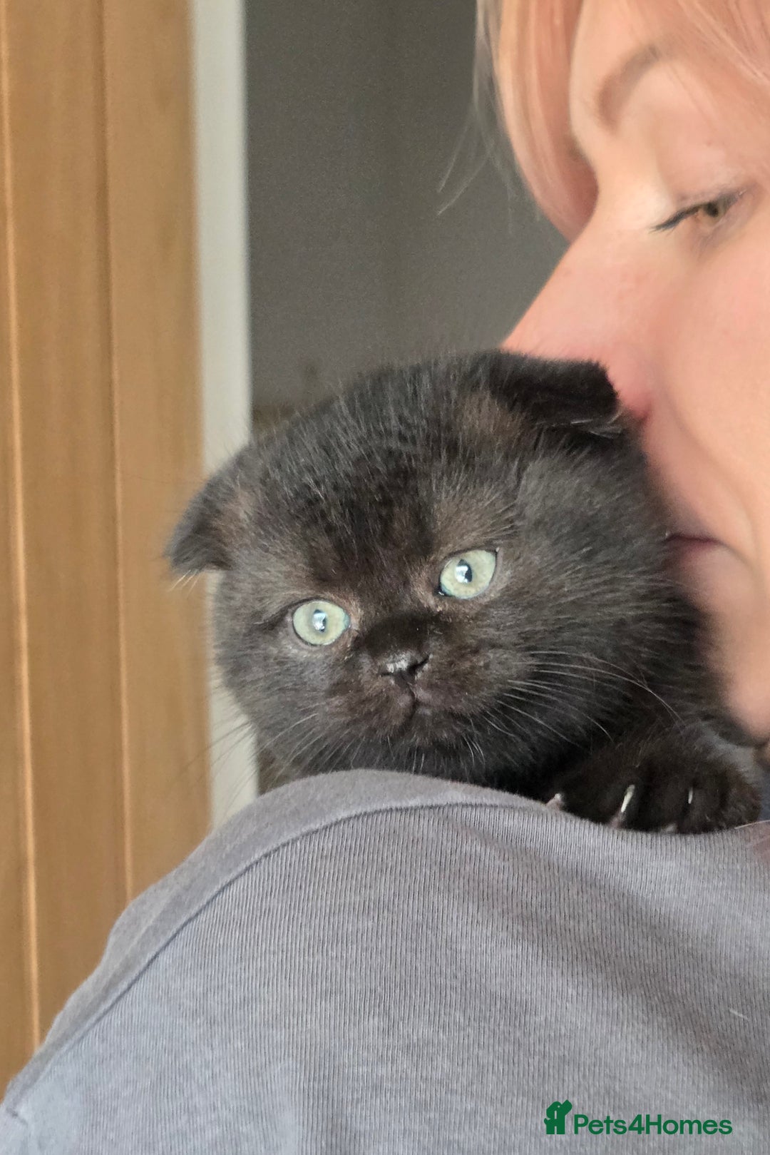 Scottish Fold cats for sale: Pure Scottish fold / straight kittens  - Image 10