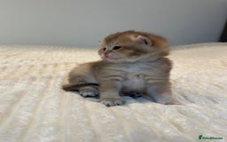 British Shorthair cats for sale: TICA Reg Beautiful Golden & Golden Tabby Bsh  - Image 20