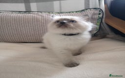 Ragdoll cats for sale: Wilbert (ragdoll)  - Image 2