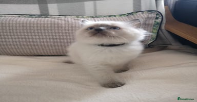 Ragdoll cats - Advert 1