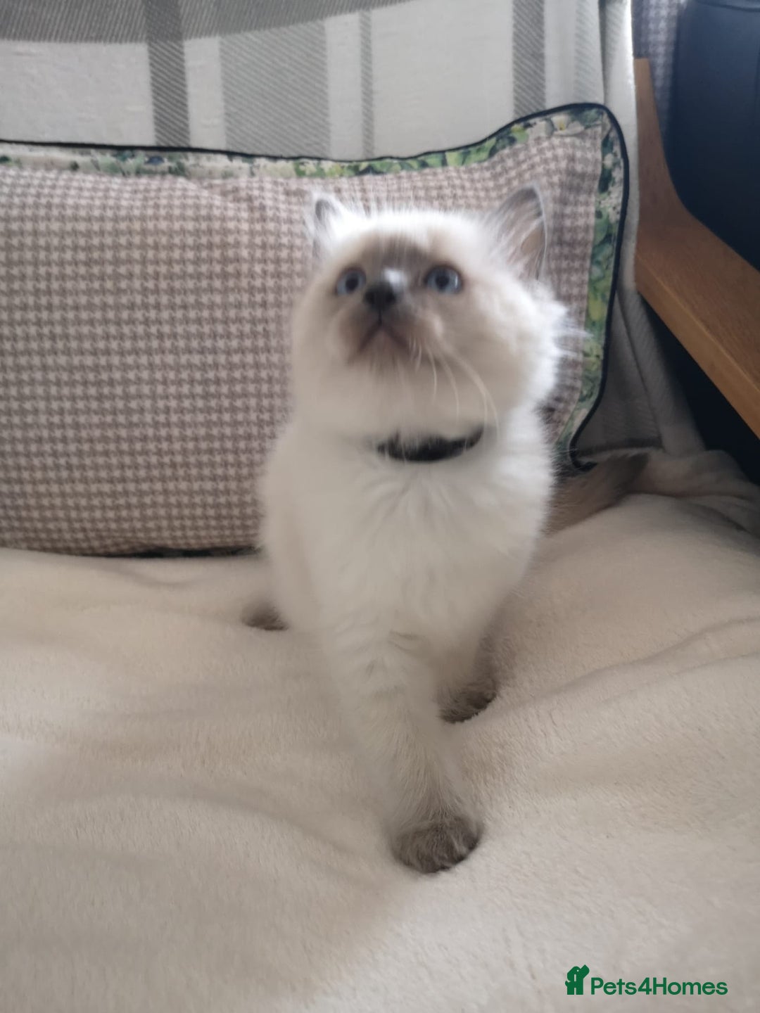 Ragdoll cats for sale: Wilbert (ragdoll)  - Image 2