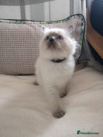 Ragdoll cats - Advert 11