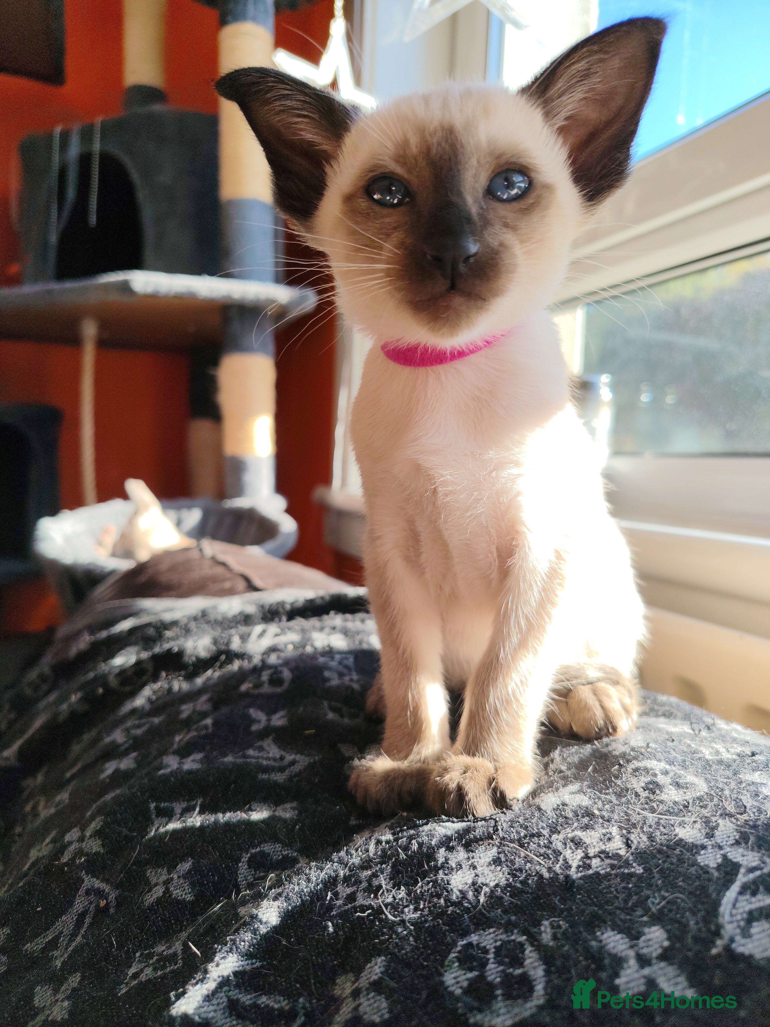 Siamese cats Gorgeous Siamese kittens!!! - Advert 2